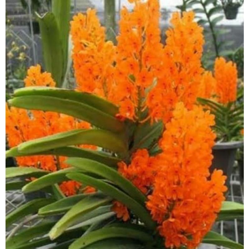 anggrek vanda ascosentrum miniata warna orangr