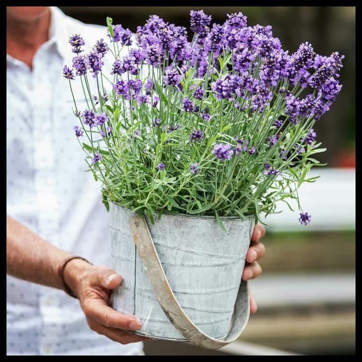 Tanaman Bunga Lavender Asli / Lavandula Angustifolia Hidcote