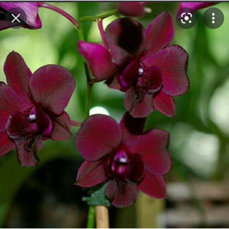 Dendrobium Black cat