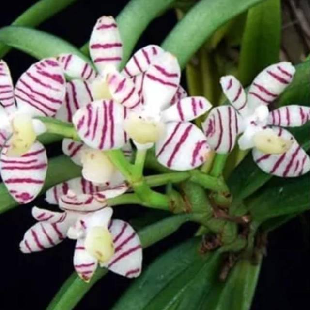 Anggrek trichoglottis pusila#vanda mini