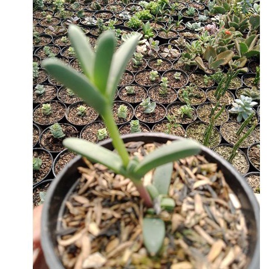 tanaman hias gantung bibit tanaman hias gantung