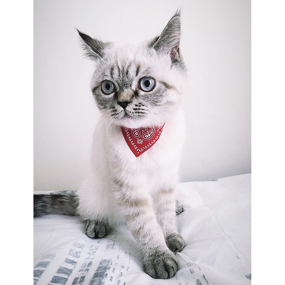 Kalung Hewan Pet Collar Scarf Anjing Kucing | Shopee Indonesia