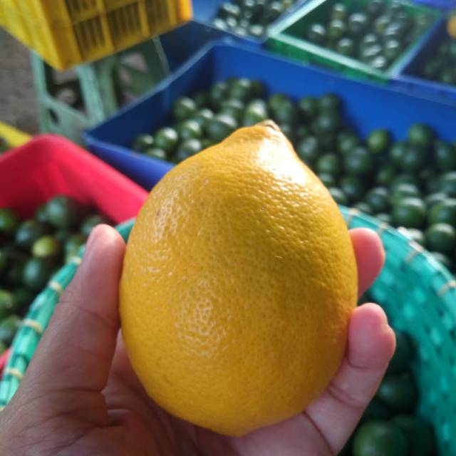 

Lemon California 36rb/2KG
