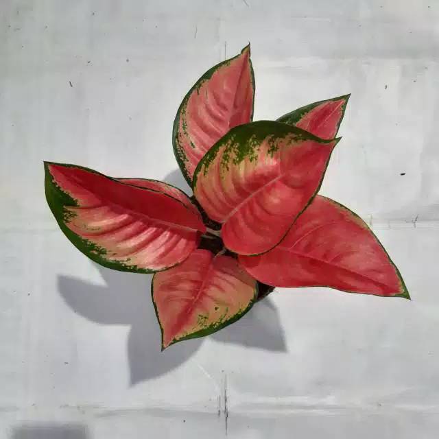 Aglonema pink kochin super / kochin / pink kocin