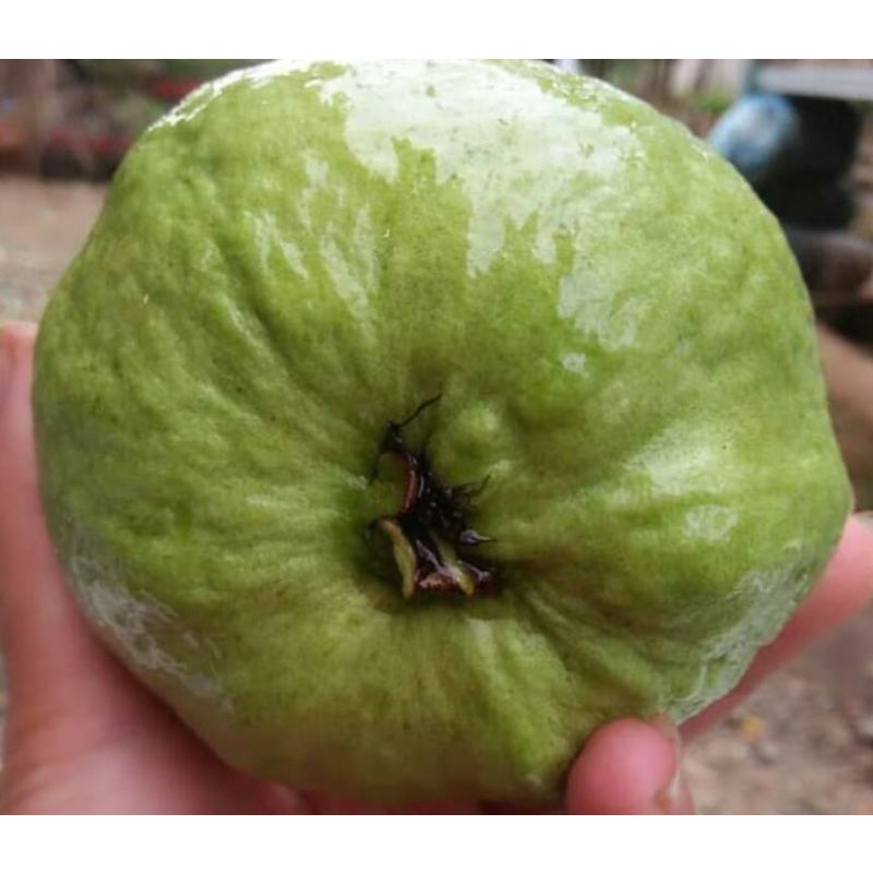 

BUAH JAMBU KRISTAL 1 KG ISI 4