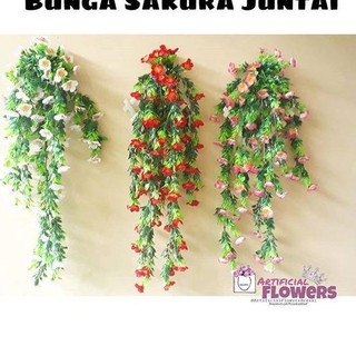  Harga  Bersahabat Bunga  sakura  juntai tanaman  rambat 