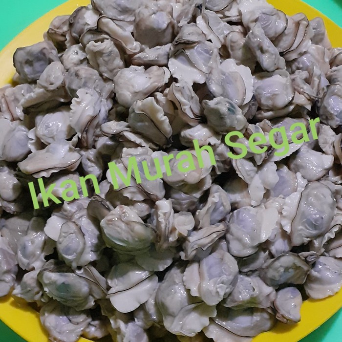 

500Gram Kerang Putih Kerang Remis Laut Kupas