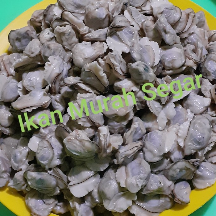 500Gram Kerang Putih Kerang Remis Laut Kupas