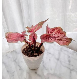 bonggol keladi red jaguar double leaf Shopee Indonesia bonggol keladi red jaguar double leaf Shopee Indonesia