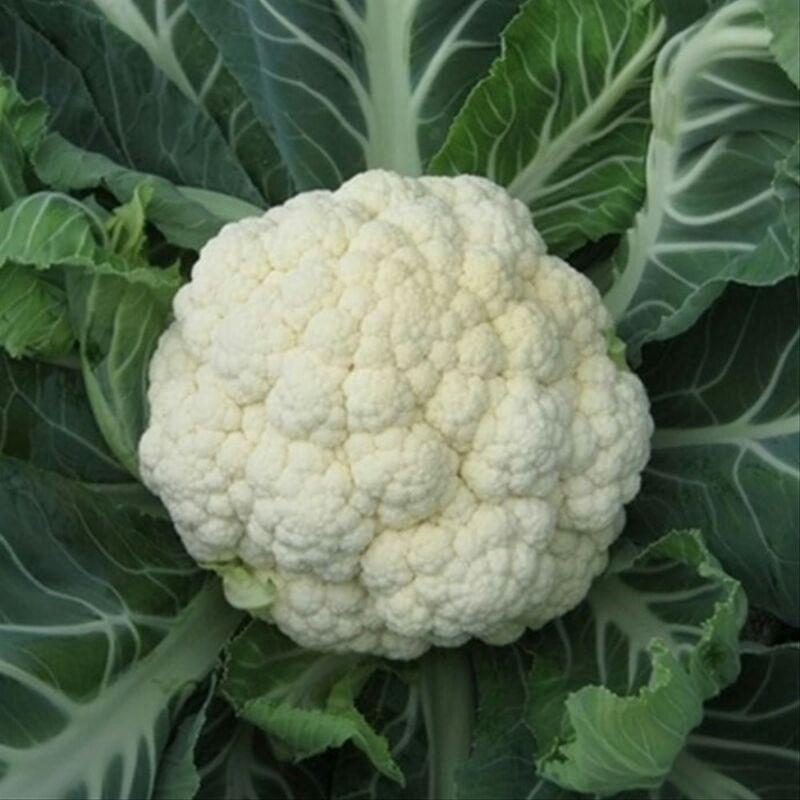 BENIH / BIBIT KEMBANG KOL / BUNGA KOL isi 5