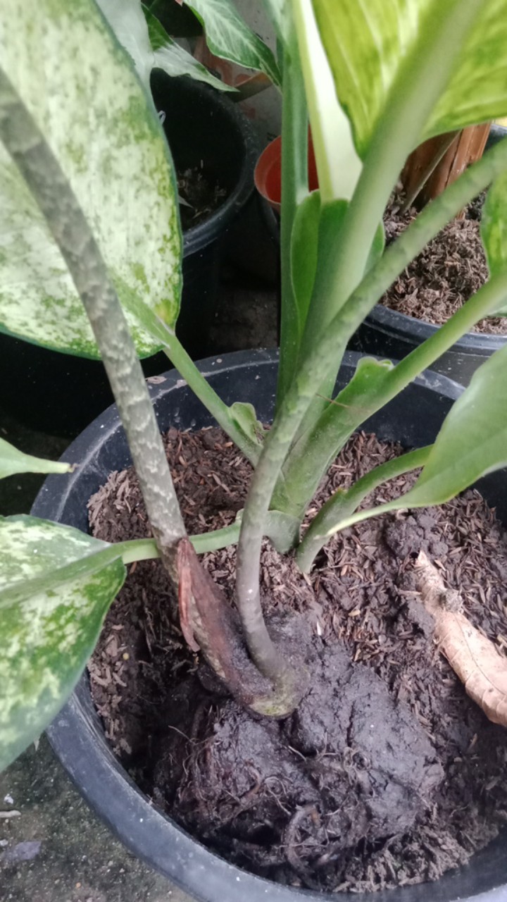 Keladi Ular / Alocasia Zebrina / Kelasi Besar / Umbi Keladi Ular (wajib Karantina)