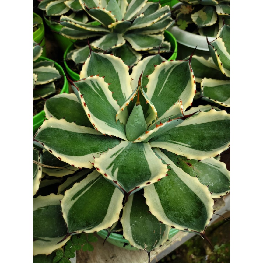 Agave Potatorum | kaktus