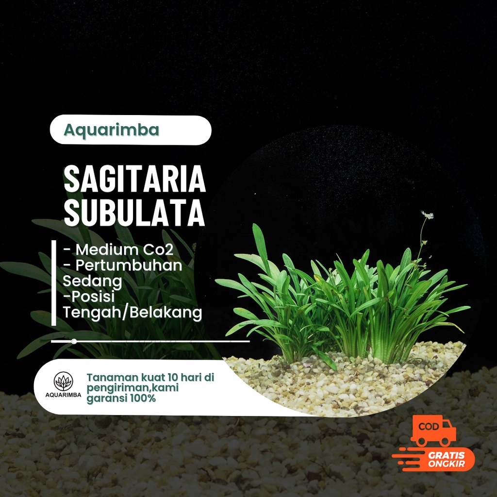 Sagitaria subulata dwarf - Tanaman karpet Aquascape Low Co2 - Easy Tumbuhan Air Hidup Hiasan Dekorasi Pohon Rumput Aquarium