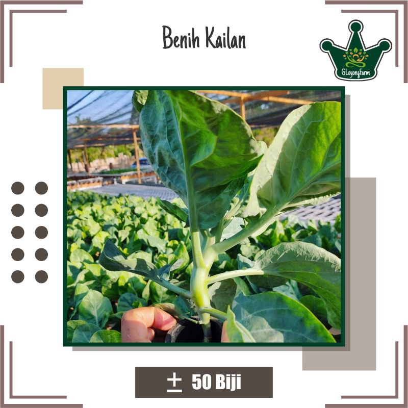 Bibit Sayur Kailan Winsa - Benih Sayuran