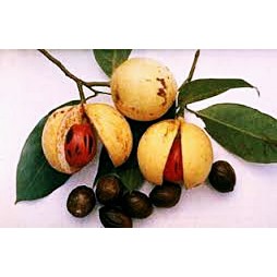 Benih Biji Pohon Pala Berkualitas/benih bibit/biji benih