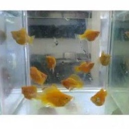 

Ikan golden molly balon