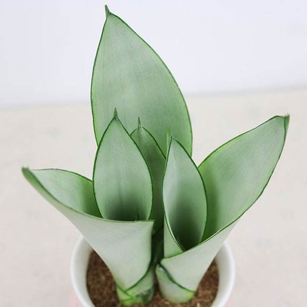 tanaman hias Sansivera Moonshine  Tanaman Indoor Sansevieria BERGARANSI