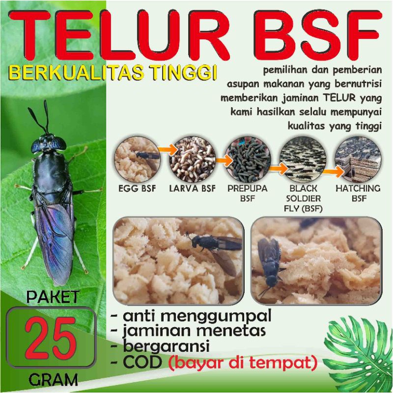 

BEST QUALITY TELUR BSF PAKET 25 GRAM