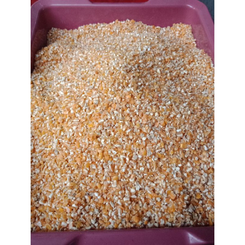 Jagung Pecah pakan ayam burung dara puter 1kg SANJAYA PAKAN