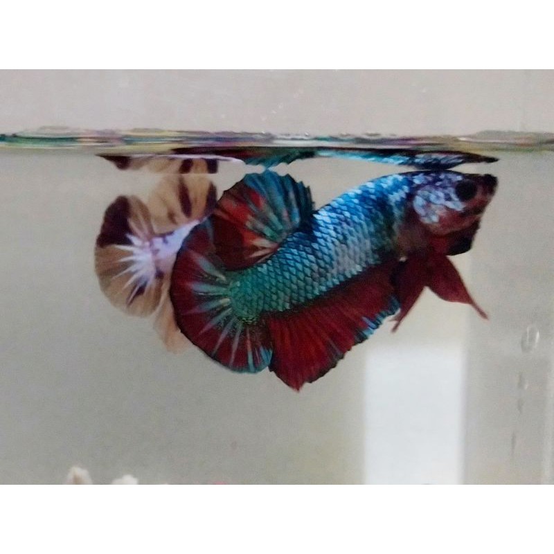 giant black emerald line avatar