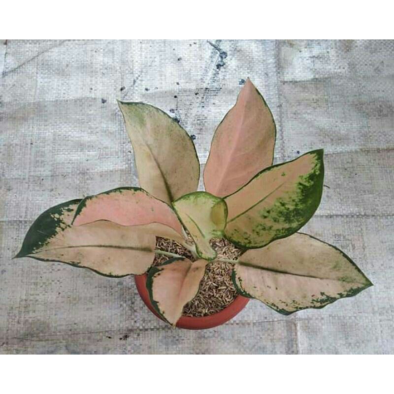 Aglonema kochin sutra-Tanaman hias-Tanaman hias aglona kochin sutra-PROMO kochin sutra-Aglonema PROM