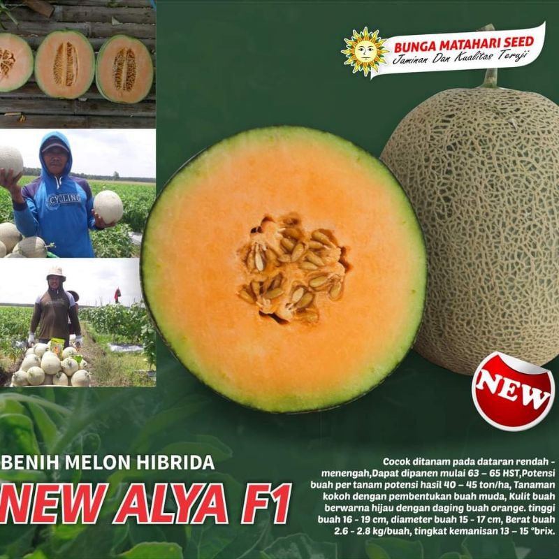 2 Biji - Benih Melon NEW ALYA F1