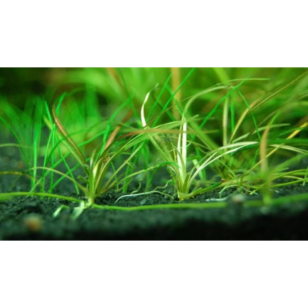 Jual Tanaman Aquascape - Echinodorus Tenellus Karpet (Pygmy Chain Sword ...