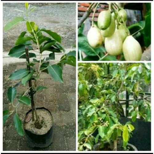Bibit Buah Duwet Putih (Duwet/Jamblang) Okulasi Bisa COD