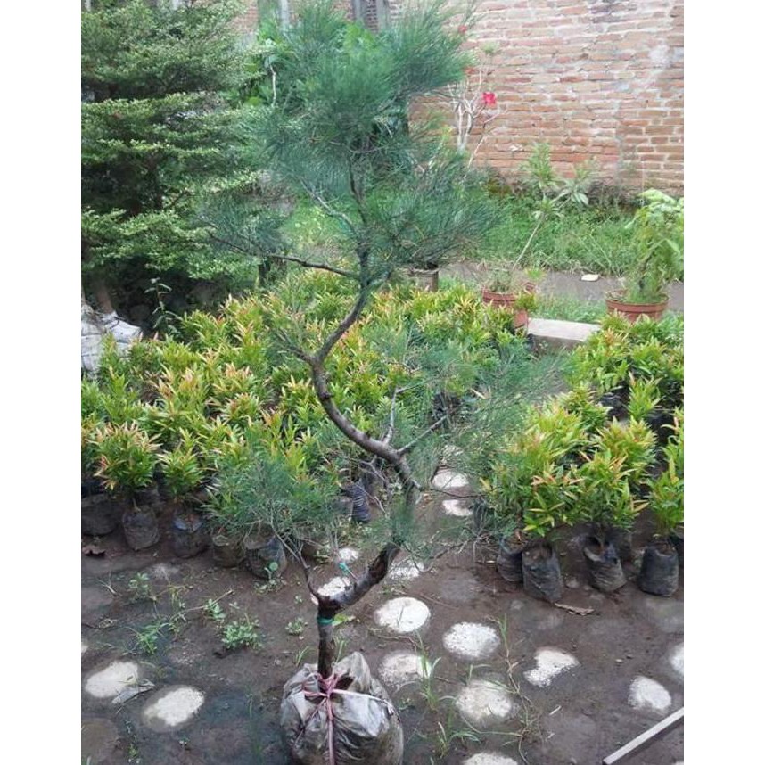 SP2 BIBIT POHON CEMARA UDANG BAHAN BONSAI KW+