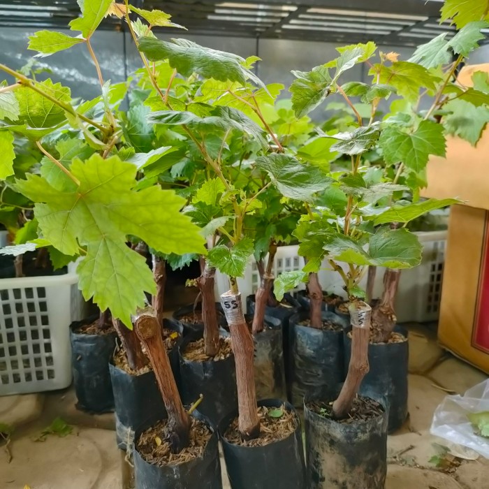 Bibit Tanaman Anggur import Moondrop / Sweet Saphire