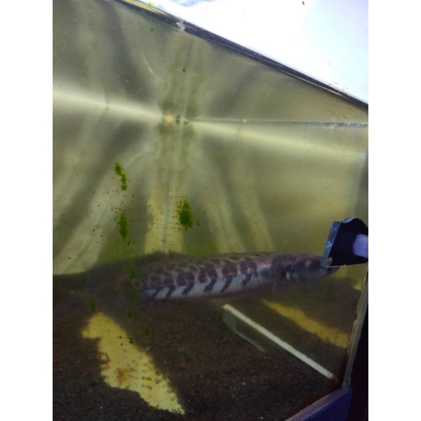 Partai Maru ys size 5-6 ( min partai 10ek )