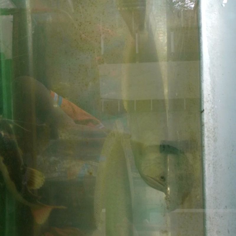 ikan arwana silver red  yang foto ke 4 ukuran 50cm foto ke 3  ukuran 45cm foto ke 6 dan ke 7 ukuran 25cm