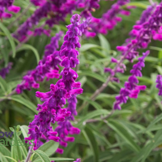 Tanaman Hias Mexican Lavender