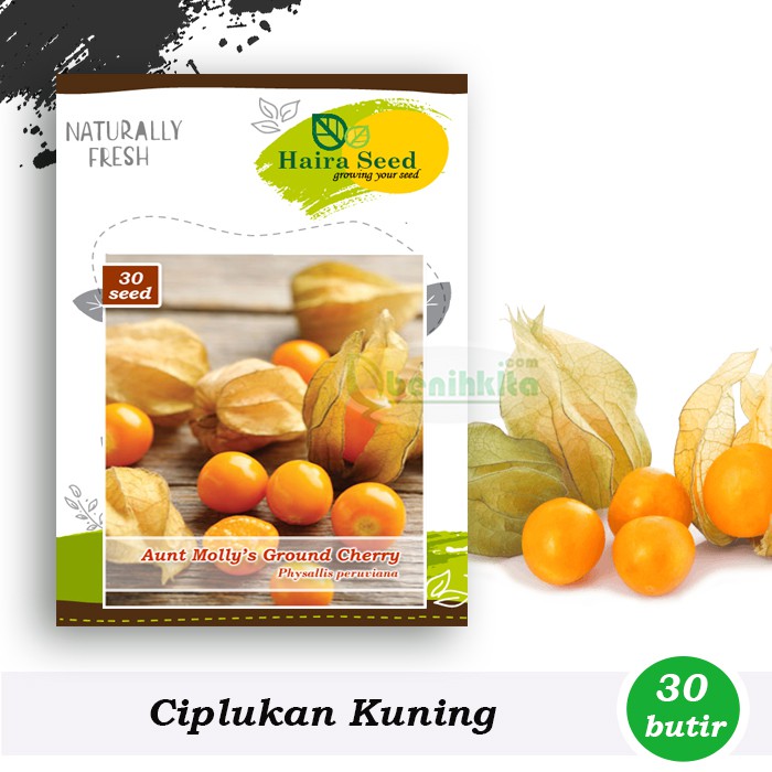 Benih-Bibit Ciplukan Kuning Ground Cherry (Haira Seed)