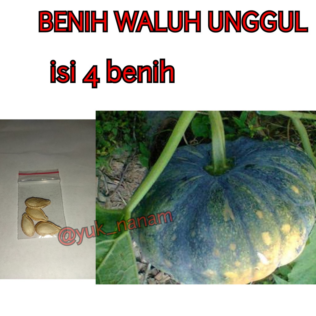 BENIH LABU KUNING / WALUH UNGGUL