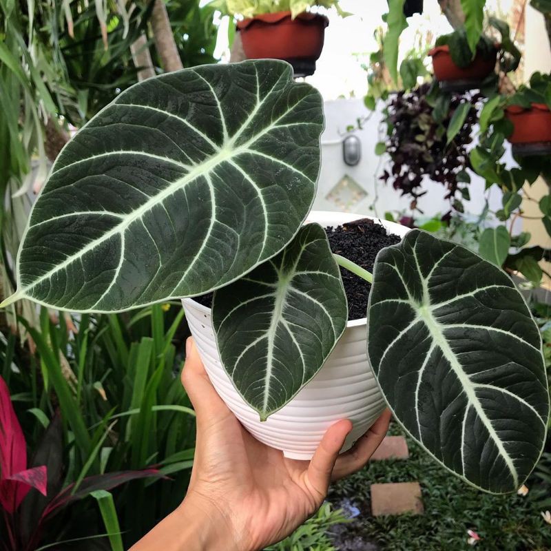 Keladi Black Velvet Alocasia Black Velvet Shopee Indonesia