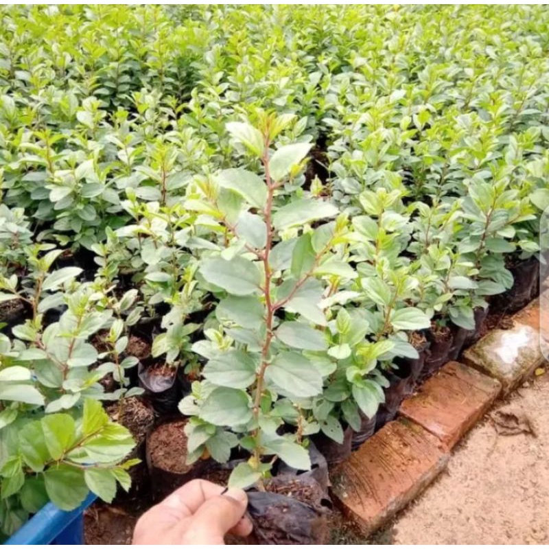 ( BISA COD ) tanaman hidup pohon bidara - bunga bidara arab