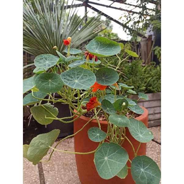 Nasturtium Edible Flower