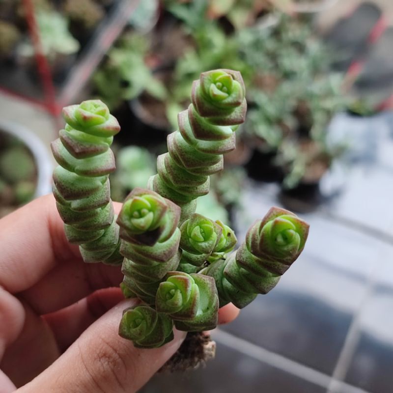 Crassula baby necklace/Crassula marnieriana cluster