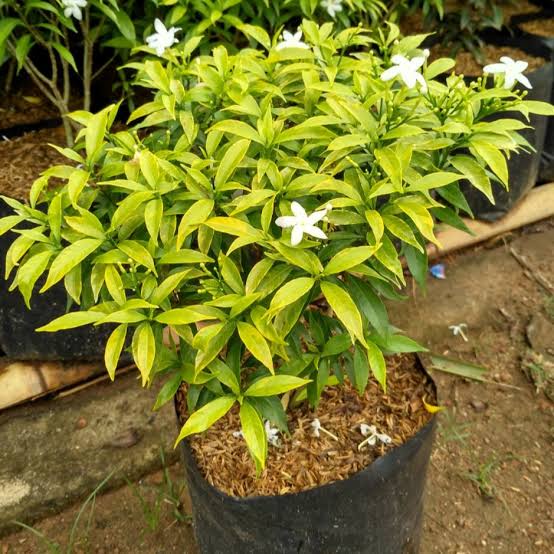 tanaman sabrina/rombusa kuning