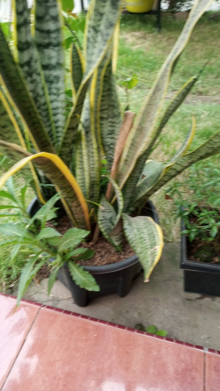 Maura Couple - Sania Ruffle Batik Couple