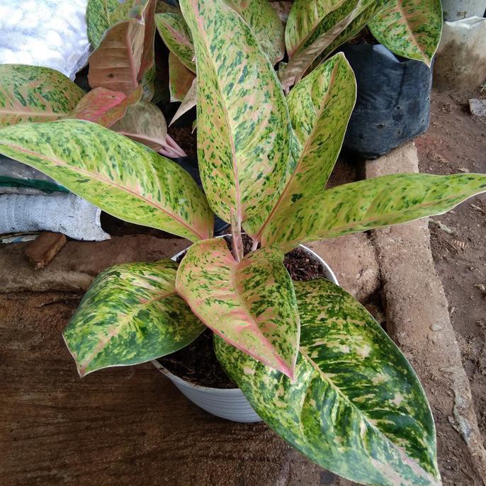 Tanaman Hias Aglonema Pink Lady