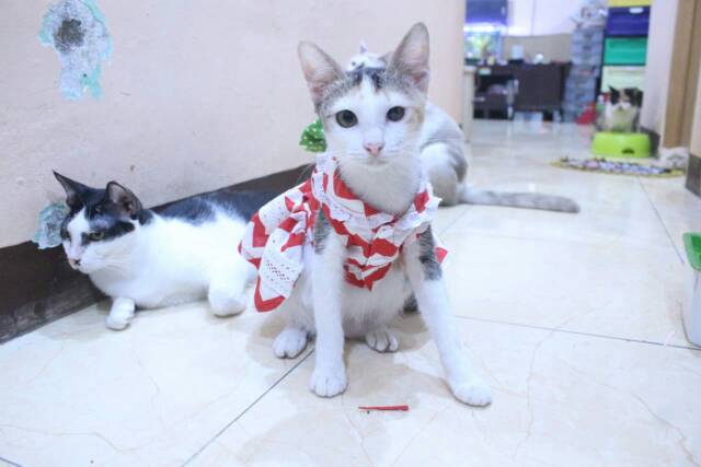 Baju kucing dan anjing edisi natal 2019 lucu motif zig-zag merah putih / baju kucing murah size S-XL