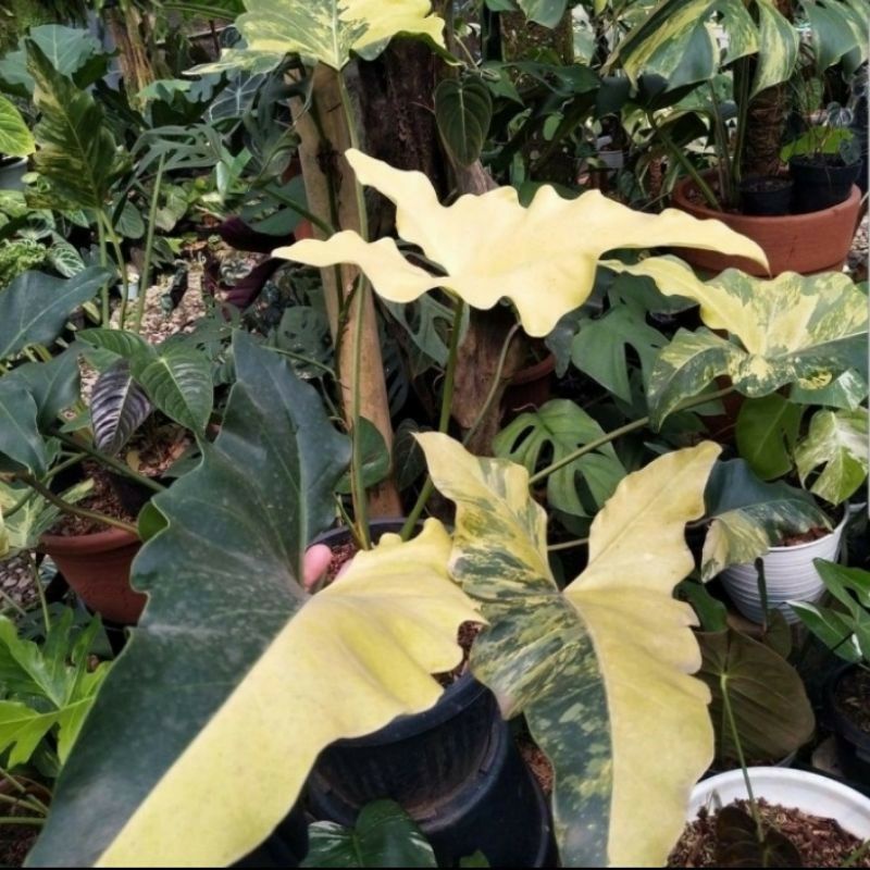bonggol philodendron dragon varigata