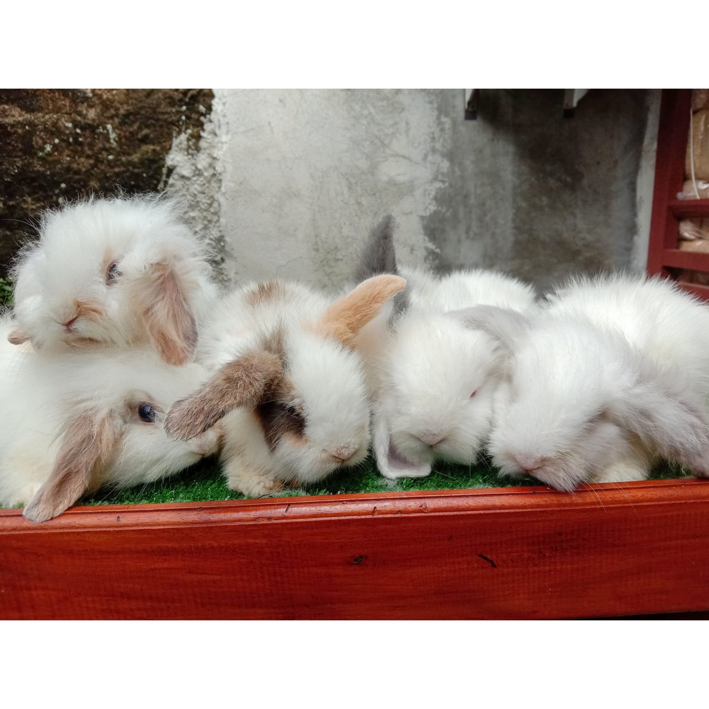 KELINCI FUZZY LOP JUNIOR PURE BREED TERAWAT BERKUALITAS LUCU BERSIH