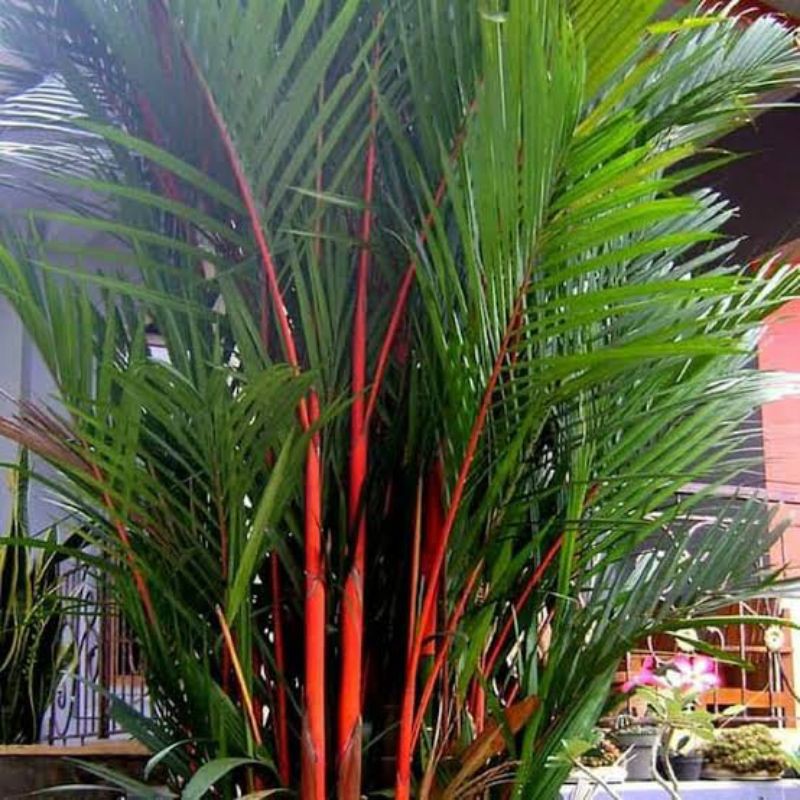 bibit tanaman pinang merah