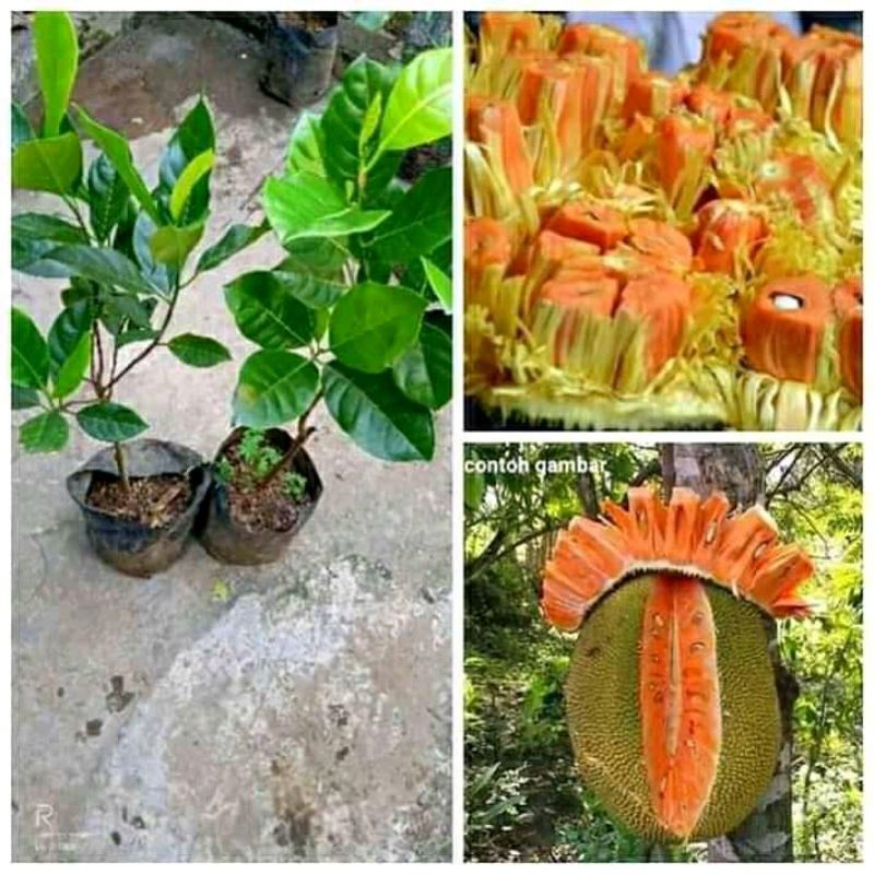 bibit nangka merah okulasi