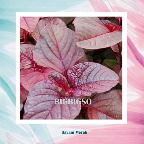 Benih Bayam Merah Bibit Bayam Bibit Tanaman Sayuran