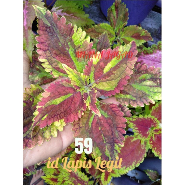 Miana double colour/id lapis legit/Premium/Coleus