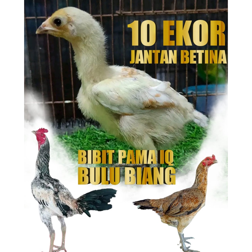 ayam bangkok asli bibit bulu biang pama iq 10 pcs